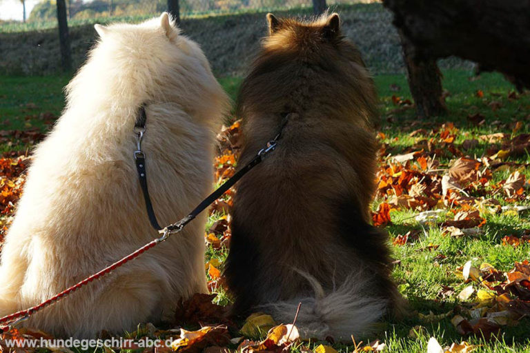 Die perfekte Hundeleine für den Hund finden! › HundegeschirrABC