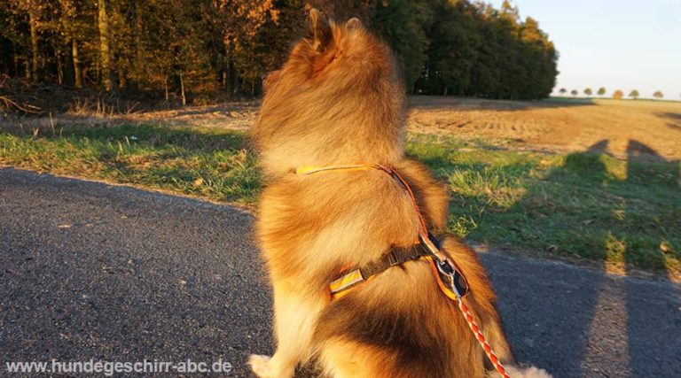 Das passende Zuggeschirr für den Hund finden › HundegeschirrABC